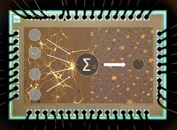 Modellhafter neuromorpher Chip