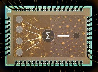 Model neuromorphic chip